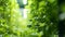 Blurred background of a hydroponics greenhouse featuring lush green plants growing in vertical towers without any soil