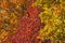 Blurred background image of fall foliage in layers of different colors