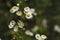 Blurred Background Natural Beauty. Tender white daisy flowers in the garden against a bokeh background.