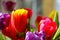 Blurred background, out of focus, a bouquet of flowering tulips