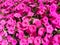 Blurred background pink Petunias flowers top view. Defocused wallpaper with Surfinia flowering plants