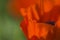 Blurred background with red poppy flower