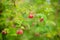 Blurred background with Ripe red raspberry berries