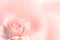 Blurred background with rose of pink color