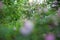 Blurred background with rosehip bushes with lots of pink flowers