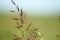 Blurred background with shades of blue and green with wild prairie grass in the foreground