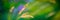Blurred background, spikelets of plants on a green background. Web banner