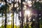 Blurred background of sun shines through green foliage and trunk of trees in forest