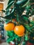 blurred background tangerines hanging on a branch