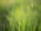 Blurred background and texture of grass filed in green nature