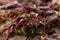 Blurred background of thickets of purple coleus