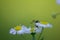 Blurred background with three daisies starring green with a small insect.