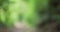 Blurred background of trekking trail through rainforest in Monteverde