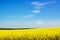 Blurred background yellow flowering Rapeseed field