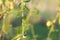 Blurred background of young branches of willow with leaves and buds swaying in the wind