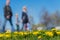 Blurred background of Young family with kids in park, spring season, green grass meadow, bright yellow young dandelions