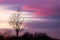 Blurred bare black tree against bright colored sky