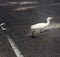 Blurred bird quickly crosses road