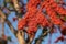 Blurred blooming red flower, Monkey flower trees or Fire of Pakistan flowers