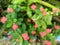 Blurred blossom red flowers and green leaves of Christ thorn, Crown of thorns