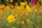 Blurred blossoming beautiful Yellow Cosmos in garden