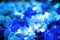 Blurred of blue flower with round shape illuminated LED lighting