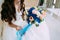 Blurred Bride holds bouquet with creamy roses and peonies and blue hydrangeas. Wedding morning. Close-up