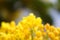 Blurred bright yellow holly little flowers (Ilex aquifolium, European holly). Blooming bush in springtime.