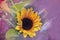 Blurred brightly colored sunflower bouquet background