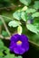 Blurred Bush clockvine, Kiing`s mantle, Thunbergia erecta, in green garden background, Purple flower, Close up and Marco shot,