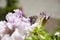 Blurred butterfly on flower. flower with open buds. petunia. bright white color flower. flowerbed in summer. spring beauty.