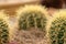 Blurred cactus  water drop images