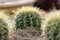 Blurred cactus  water drop images