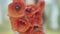 Blurred Caucasian woman stretching bouquet of red flowers to camera. Beautiful poppies on sunny summer day outdoors