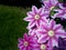 Blurred clematis flower background