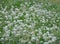 blurred close-up meadow of creeping white clover