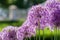 Blurred closeup background of blooming giant onion