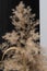 Blurred common reed phragmites on dark background. Dried flowers for decoration. Dry spikelet