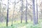 Blurred coniferous forest background