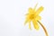 Blurred cute yellow flower on white background