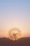 Blurred dandelion on the background of the setting sun