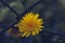 Blurred dandelion flower over iron net, toned