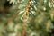 Blurred defocused spruce tree branch with water droplets on needles. Coniferous evergreen tree on a sunny day