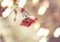 Blurred defocused winter nature background with snow and red berries, bokeh, banner, copy space