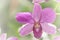 Blurred dream image of pastel purple Dendrobium orchid flower