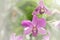 Blurred dream image of pastel purple Dendrobium orchid flower