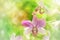 Blurred dream image of pastel purple Dendrobium orchid flowers