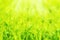 blurred dreamy soft focus Spring or summer abstract nature background with grass and bokeh lights