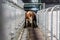 Blurred due to a strong tremor, as a result of fright, the cow first enters the milking parlor