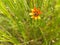 Blurred and faded nature background with an orange-colored field flower